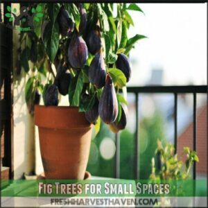 fig trees for small spaces