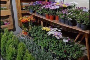 Garden Shop