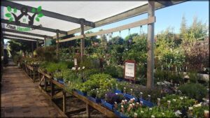 Glebe Gardens