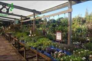 Glebe Gardens