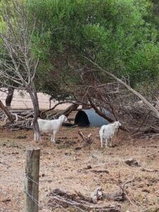 Goats