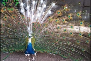 Granja Don Hector