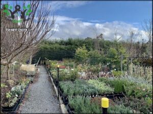 Greenhill Nursery