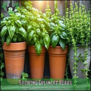 Growing Culinary Herbs