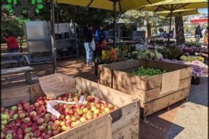Haig Park Village Markets