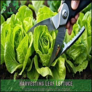 Harvesting Leaf Lettuce