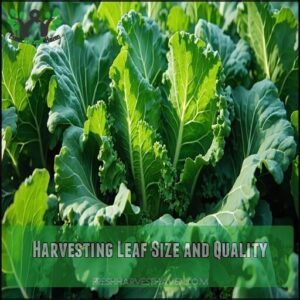 Harvesting Leaf Size and Quality