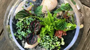 Helen’s Mini Worlds - Terrariums and Plants