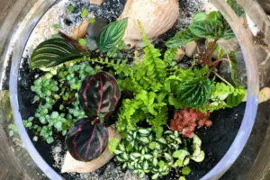 Helen’s Mini Worlds - Terrariums and Plants
