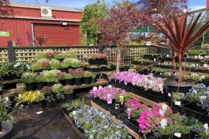 Hello Hello Plants & Garden Supplies