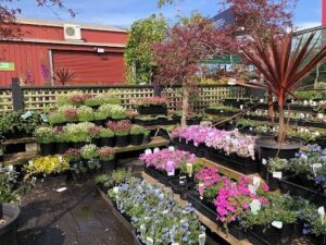 Hello Hello Plants & Garden Supplies