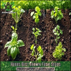 Herbs Best Grown From Seeds