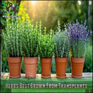 Herbs Best Grown From Transplants
