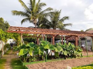 Horta Natural Capim Macio