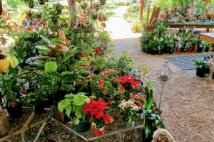 Horticultural Touch Garden Centre