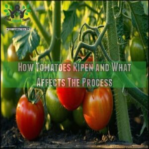 How Tomatoes Ripen and What Affects The Process