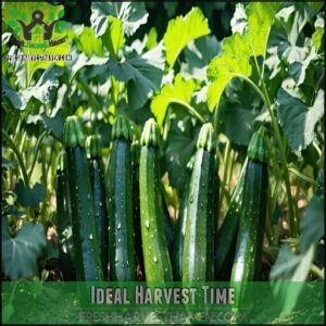 Ideal Harvest Time