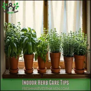 Indoor Herb Care Tips