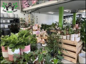 Indoor Plant Shed Caringbah