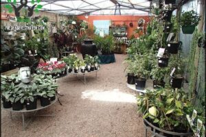 Jungle in Willunga