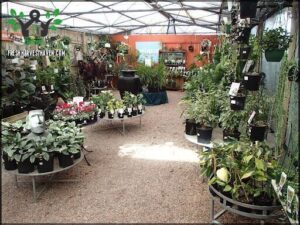 Jungle in Willunga