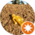 K P