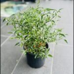 Kanthari / India bird-eye chilli