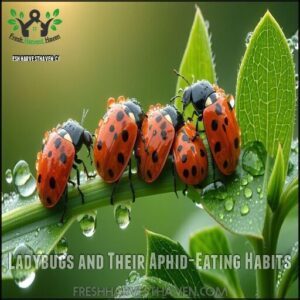 Ladybugs and Their Aphid-Eating Habits