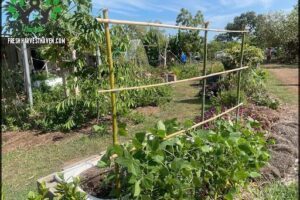 Lakeside Drive Community Garden