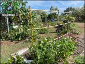 Lakeside Drive Community Garden
