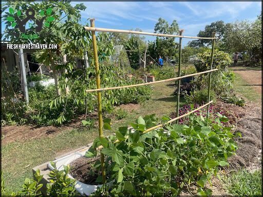 Lakeside Drive Community Garden