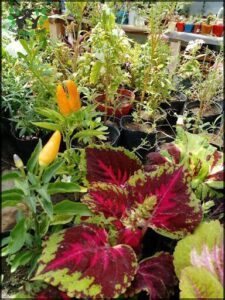 Lali plantas viedma