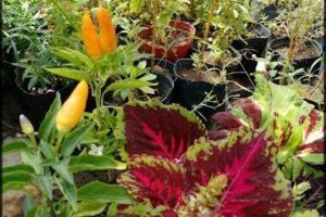 Lali plantas viedma