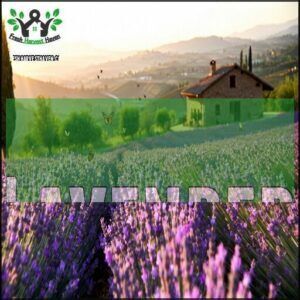 Lavender