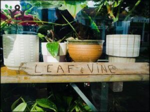 Leaf and Vine store - From the window