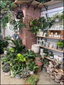 Leaf and Vine, Urban Plant Shop