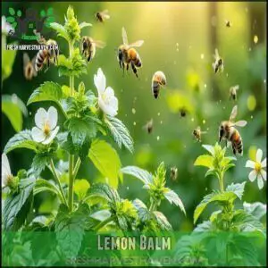 Lemon Balm