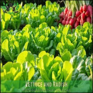Lettuce and Radish
