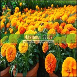 Marigold Seeds