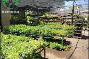 Matsuflora Garden Center Brasília