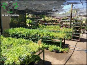 Matsuflora Garden Center Brasília