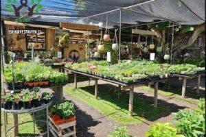 McLaren Vale Garden Centre