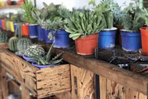 Mercado De Plantas