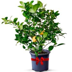 Meyer Lemon Trees Live Plants B07H43HG99