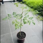 Moringa / Drumstick