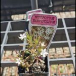 Native seedlings and mature plants for sale out back of the visitor centre. Reasonable prices.