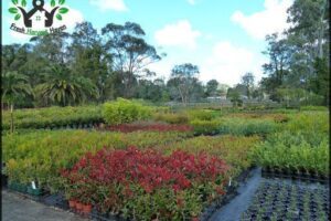 Natural Green Nursery