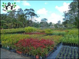 Natural Green Nursery
