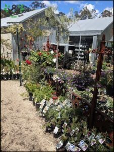Newman's Nursery