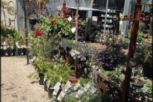 Newman's Nursery